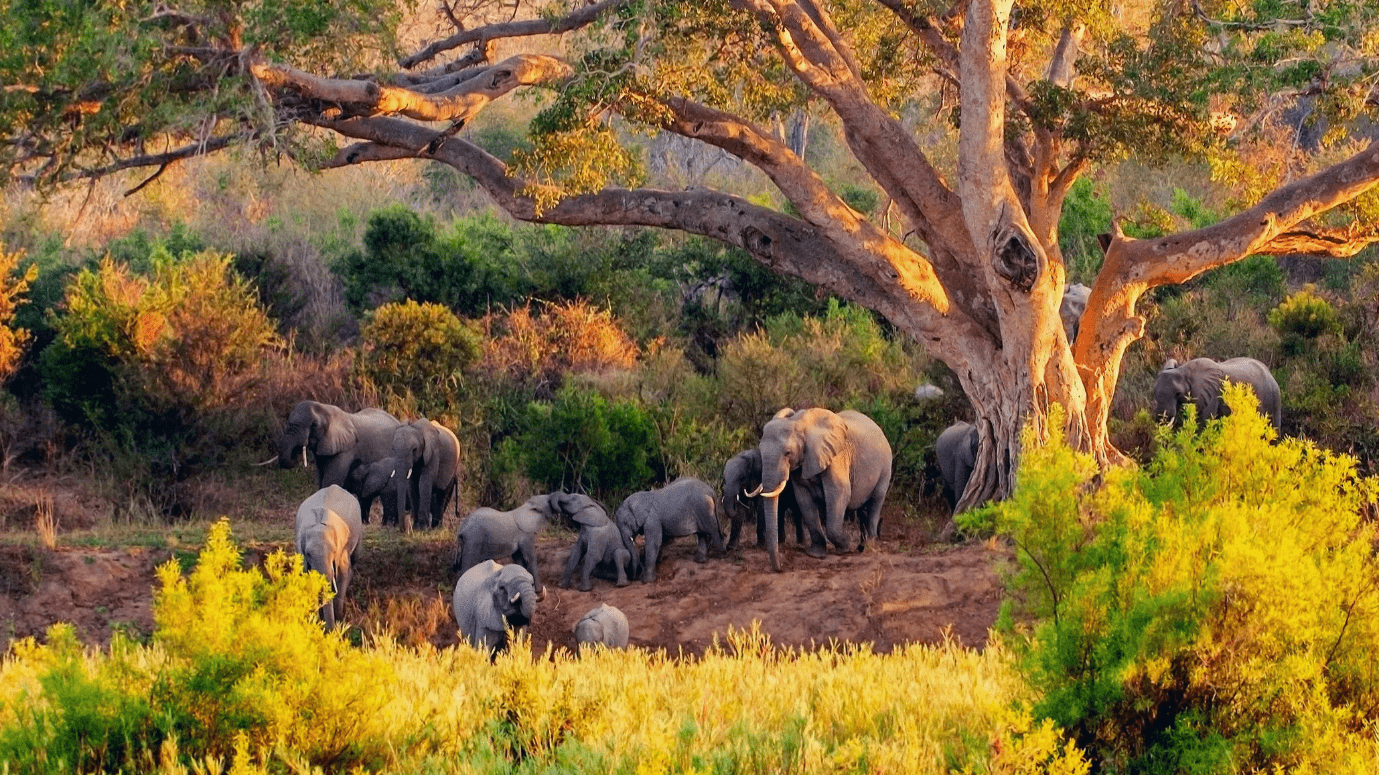 сафари в Национальный Парк Крюгера