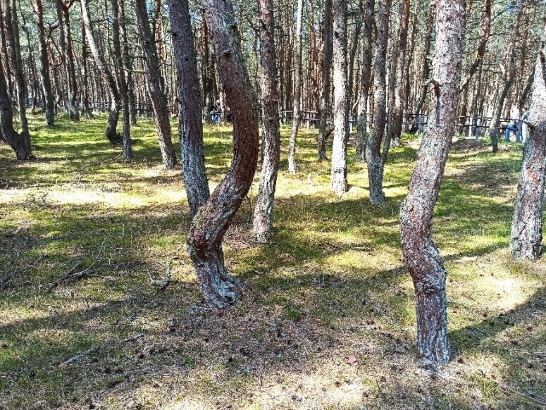 Кенигсбергская классика