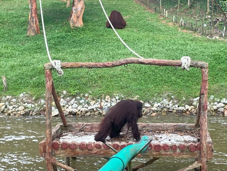 В гости к Орангутангам